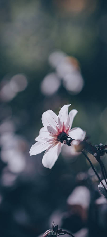 Realme 7 Pro Light Pink Flower Wallpaper