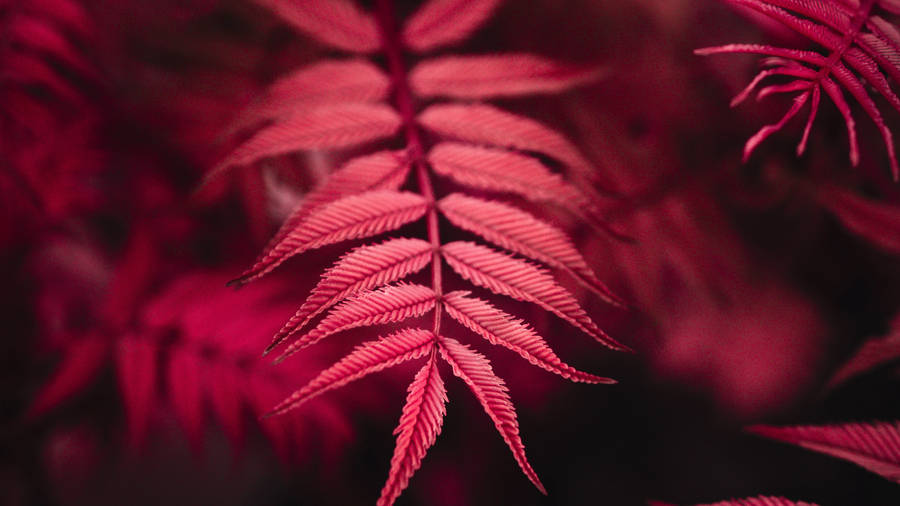 Red 4k Uhd Leaf Wallpaper