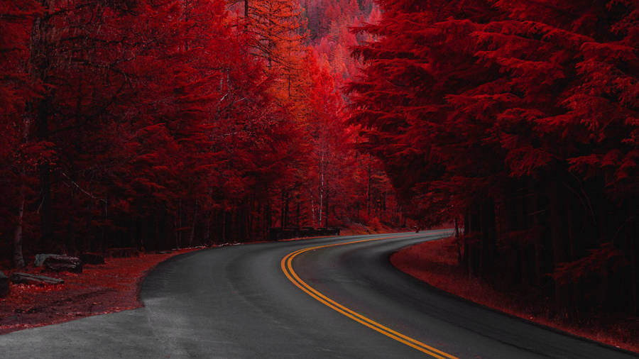 Red 4k Uhd Road Pine Trees Wallpaper