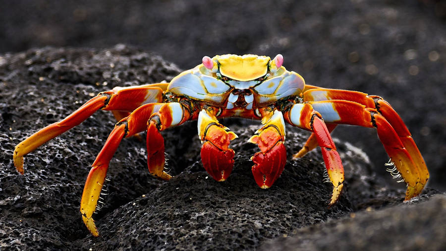 Red And White Crab Wallpaper