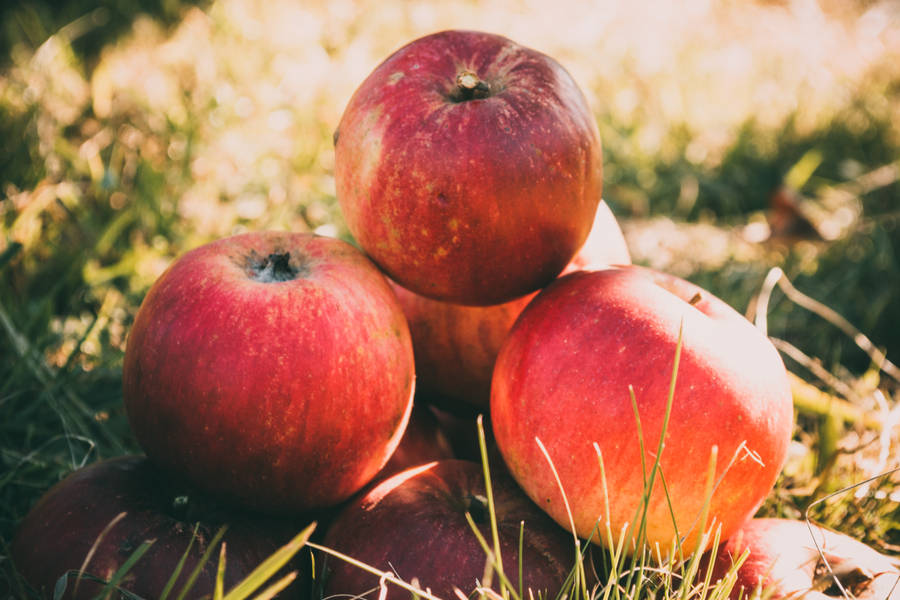 Red Apple Fruits On Grass Field Wallpaper