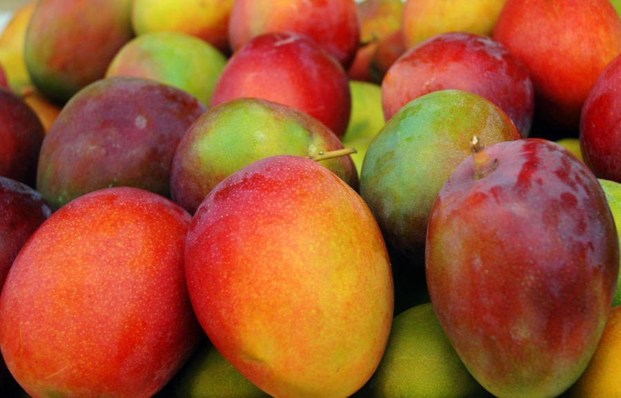 Red Apple-like Mango Fruits Wallpaper