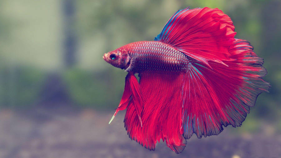 Red Betta Fish Wallpaper