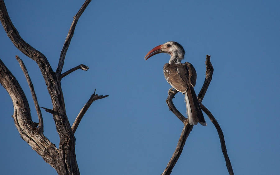 Red-billed Hornbill Birds In Nature Wallpaper