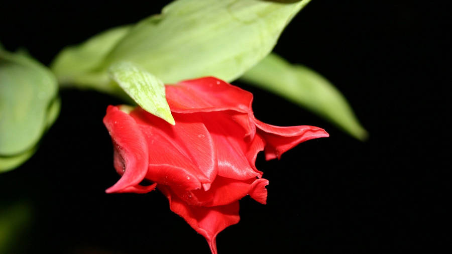 Red Blossoming Flower Desktop Wallpaper