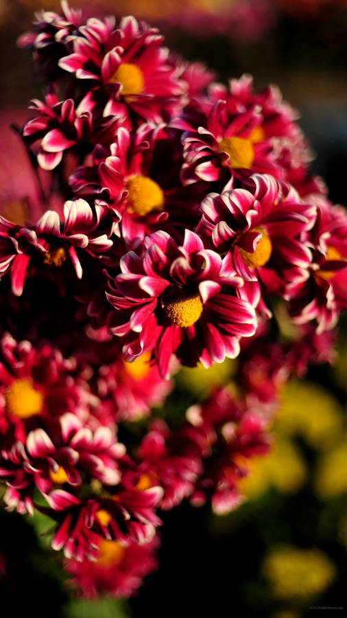 Red Chrysanthemum Beautiful Phone Wallpaper