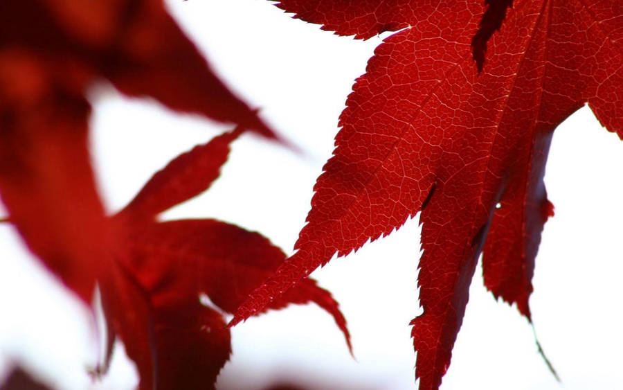 Red Color Autumn Leaves Wallpaper