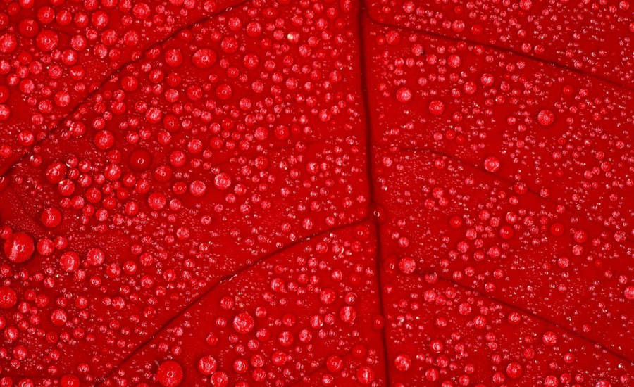 Red Color Leaf Wallpaper