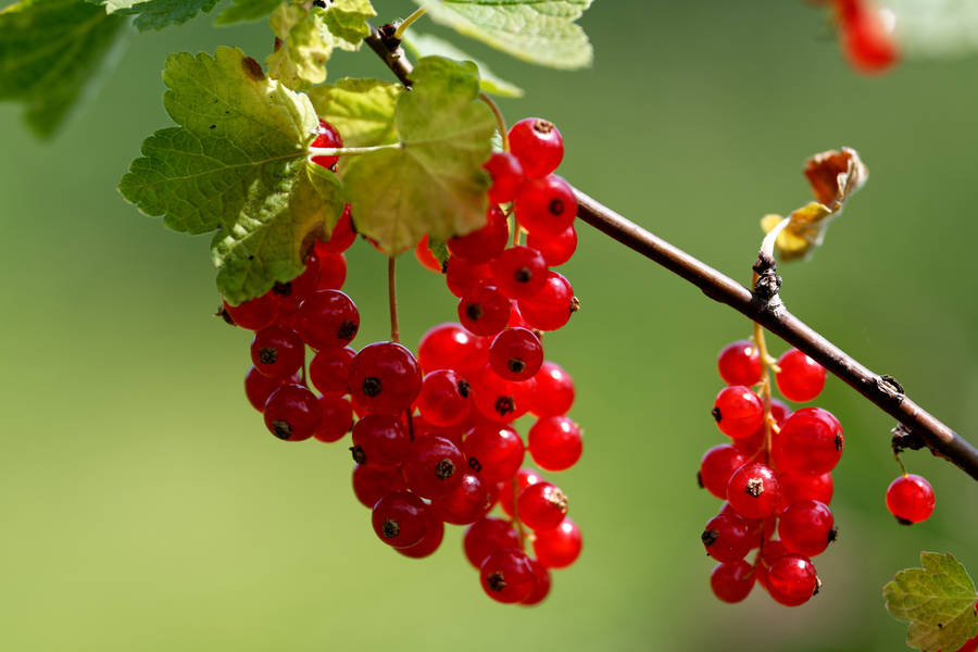 Red Currant Fruit Ribes Plant Wallpaper