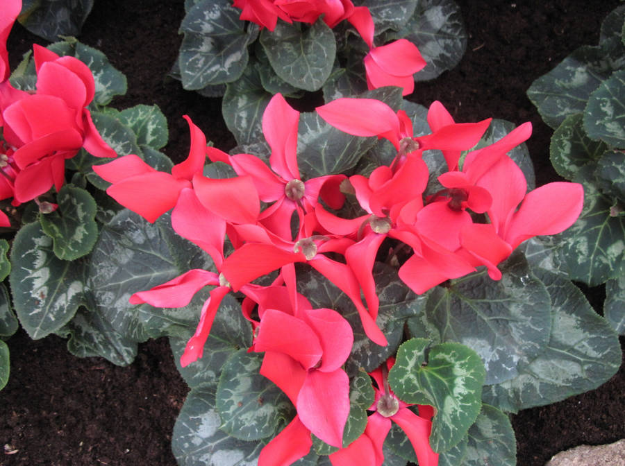 Red Cyclamen At Edmonton Wallpaper