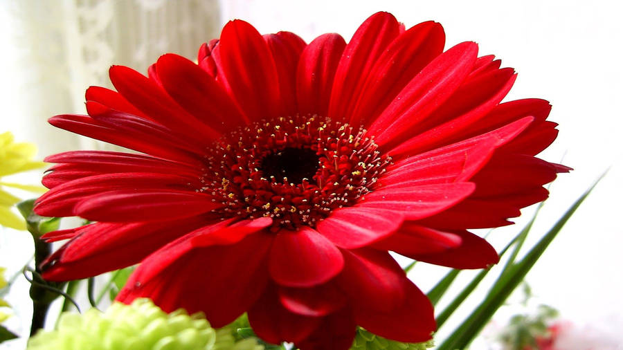 Red Daisy Flower Desktop Wallpaper