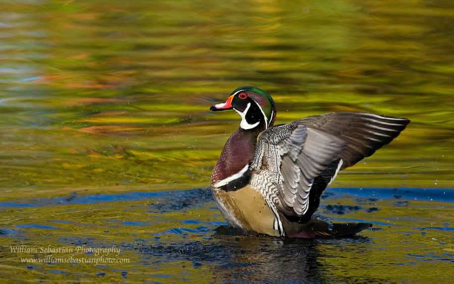 Red Eyed Duck For Duck Hunting Desktop Wallpaper