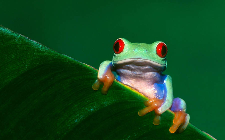 Red-eyed Kawaii Frog Wallpaper