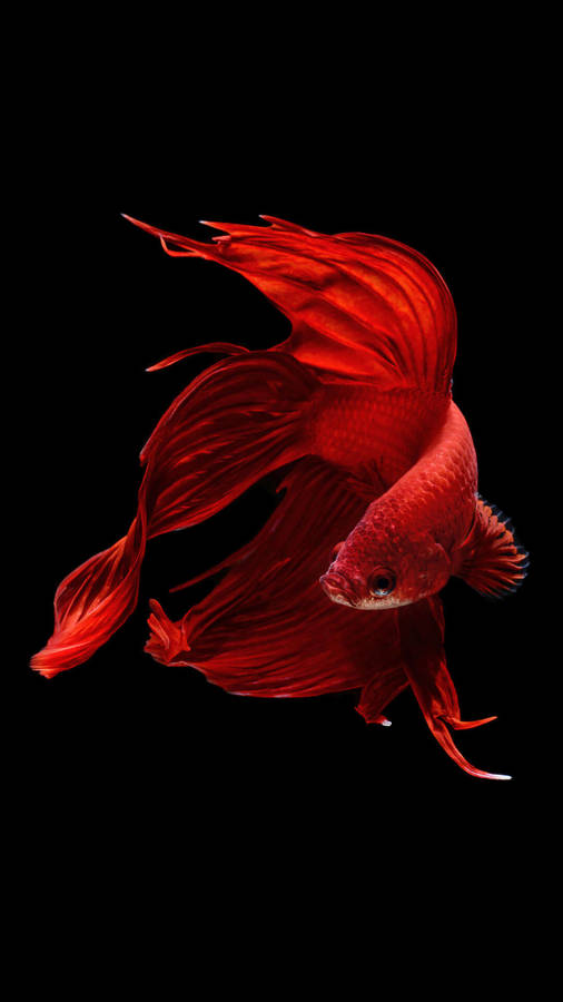 Red Fish In The Water Wallpaper