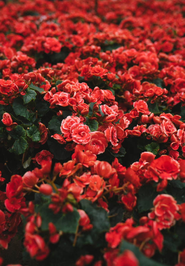 Red Flower Field Wallpaper