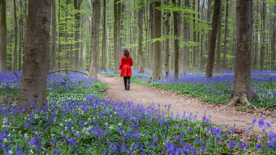 Red Girl In Bluebell Flower Field Wallpaper