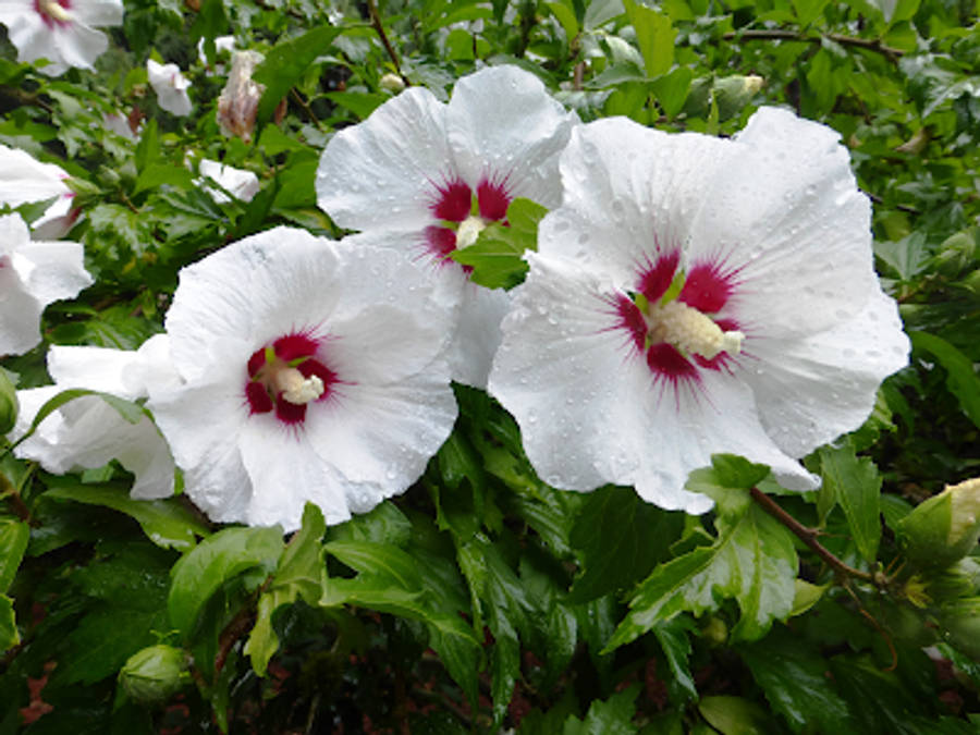 Red Heart Hibiscus Wallpaper