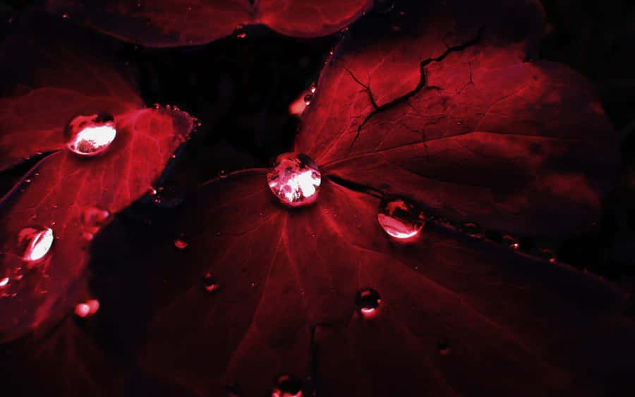 Red Leaves With Water Droplets On Them Wallpaper