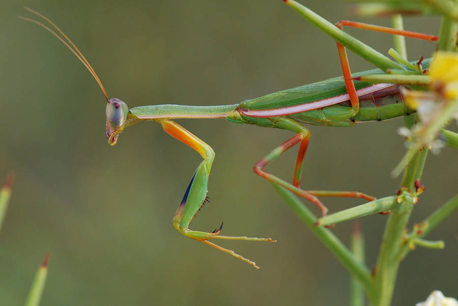 Red-legged Praying Mantis Wallpaper