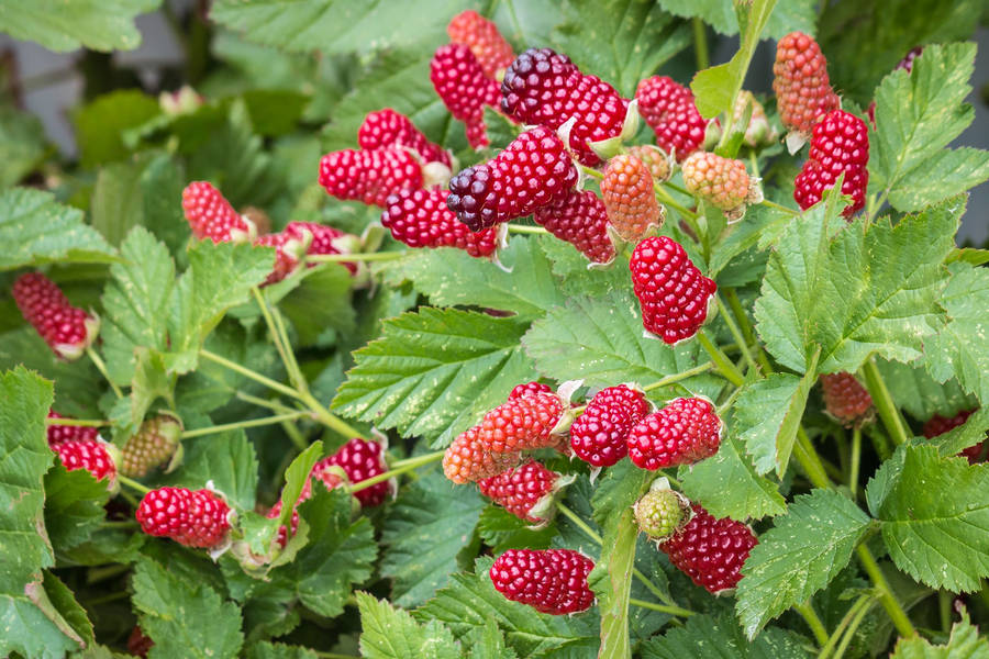 Red Loganberries Wallpaper