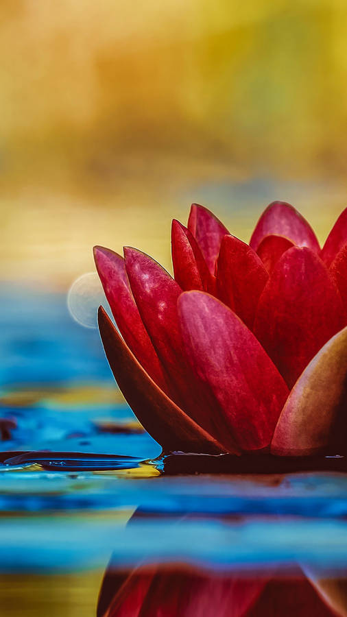 Red Lotus Golden Portrait Aesthetic Wallpaper