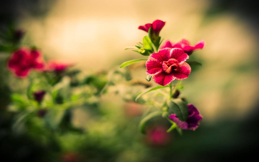 Red Macro Flower With White Edges Wallpaper