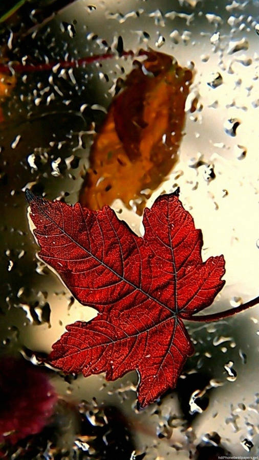 Red Maple Leaf Fall Iphone Wallpaper