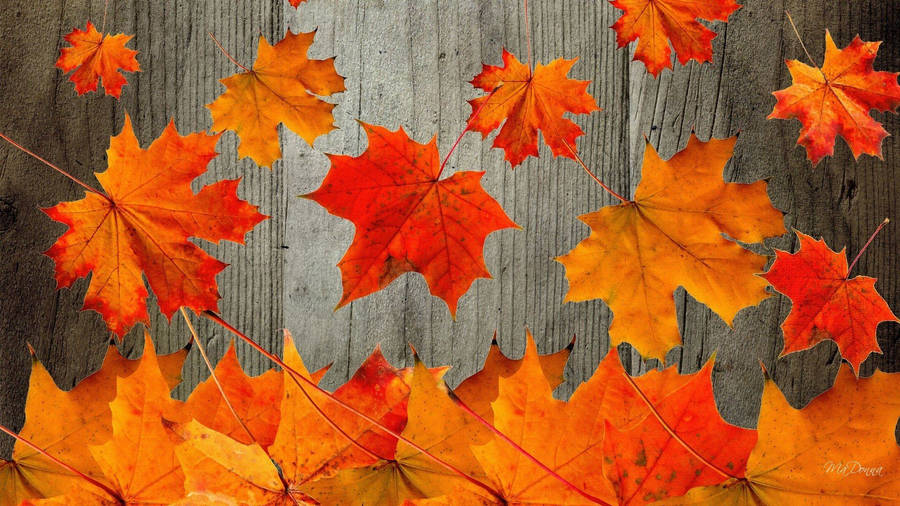 Red Maple Leaves Fall Wallpaper