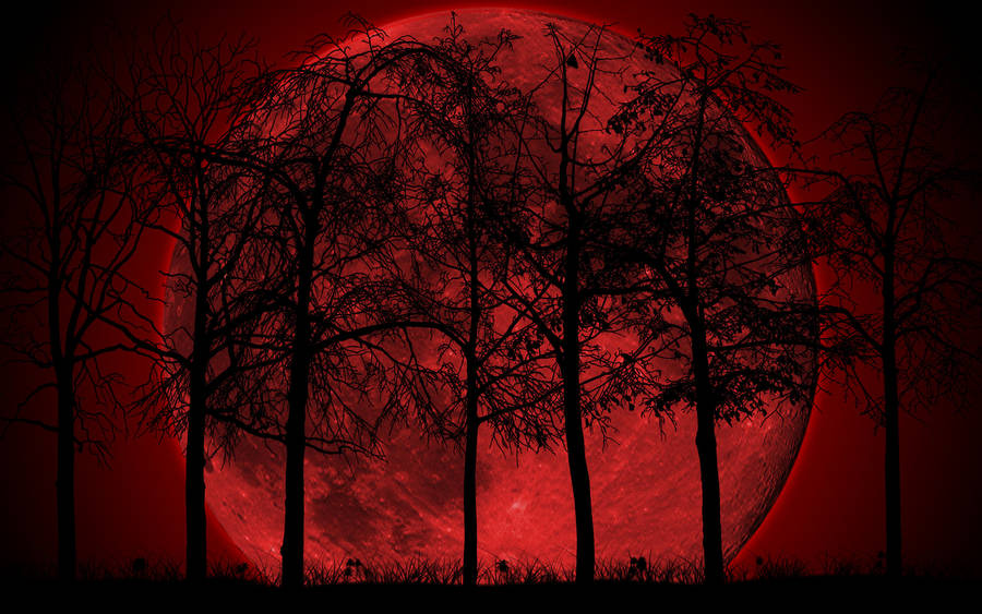 Red Moon Forest Background Wallpaper