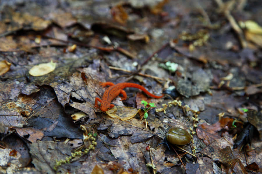 Red Newt Forest Floor.jpg Wallpaper