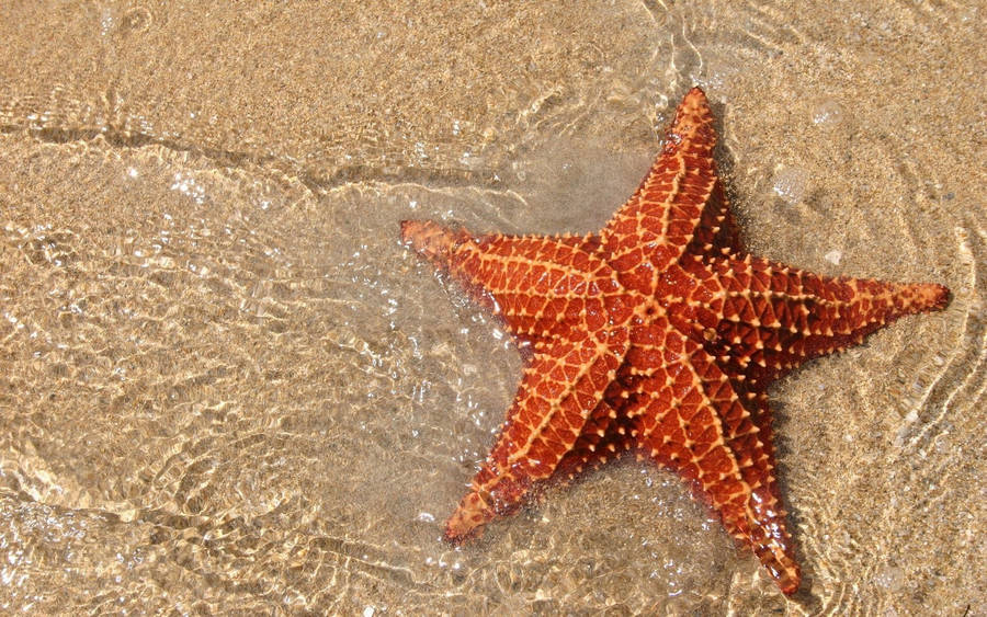 Red Orange Starfish Wallpaper