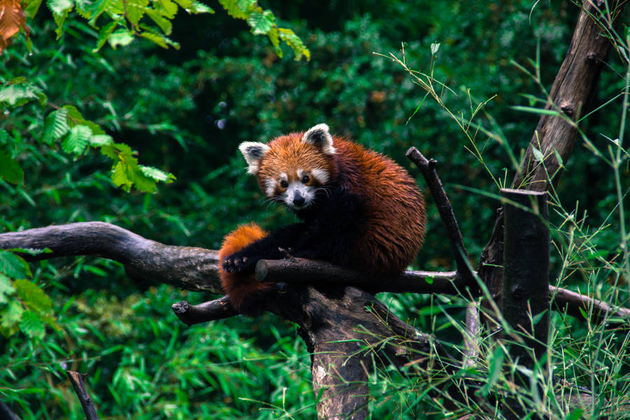 Red Panda Wet Red Fur Wallpaper