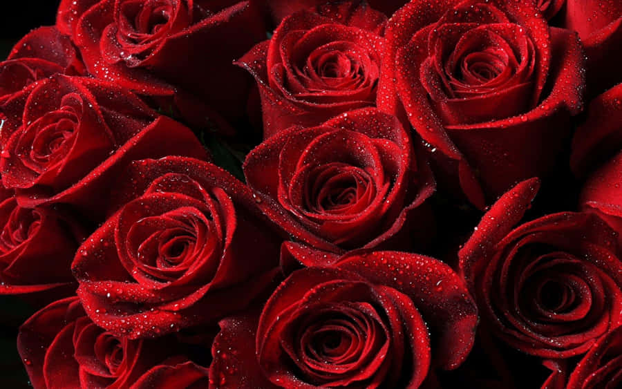 Red Rose Aesthetic Covered In Dew Wallpaper