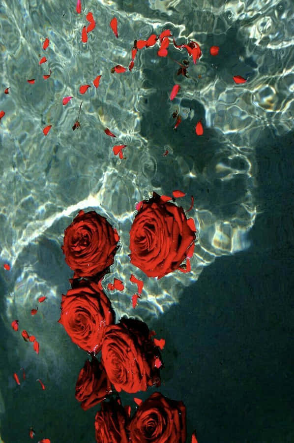 Red Rose Aesthetic Floating On Water Wallpaper