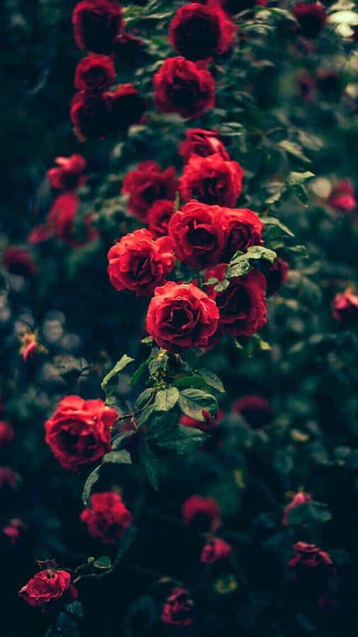 Red Rose Aesthetic Hanging On Branch Wallpaper
