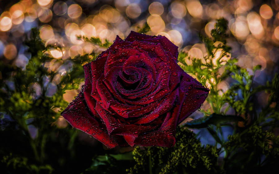 Red Rose Against Bokeh Lights Wallpaper