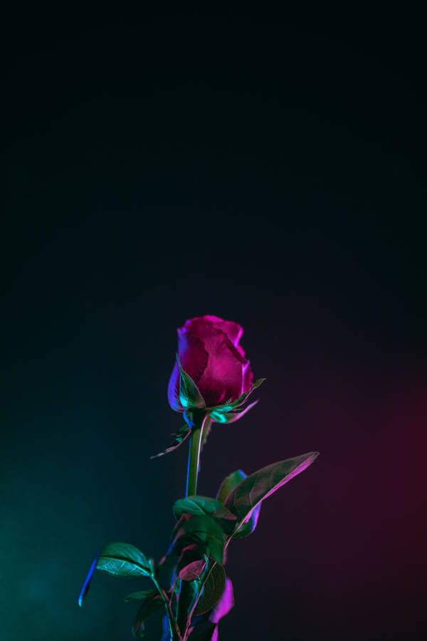 Red Rose Bud 4k Iphone 11 Wallpaper