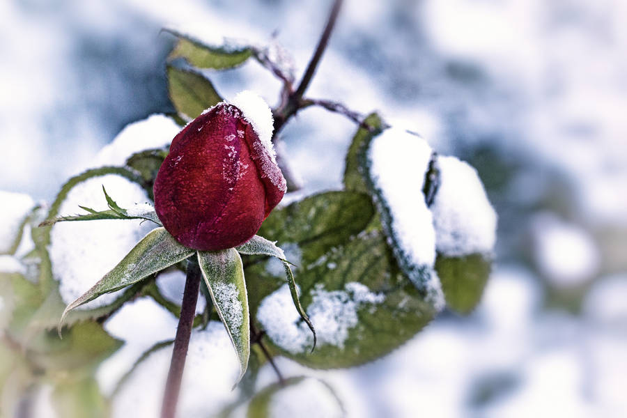 Red Rose Bud With Snow Wallpaper