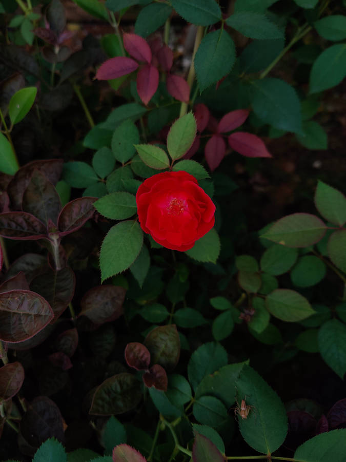 Red Rose Iphone Flower Wallpaper