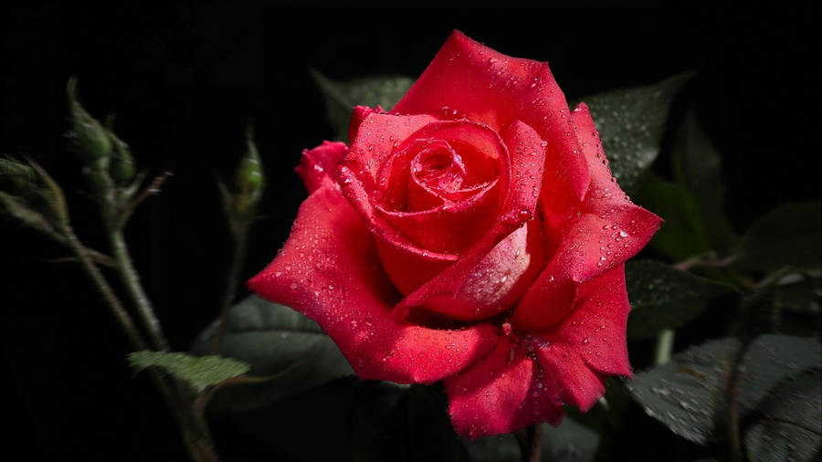 Red Rose On Black Tablet Wallpaper