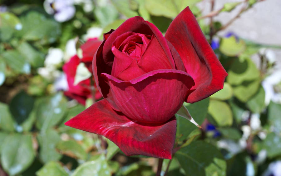 Red Rose Under Bright Morning Sunlight Wallpaper