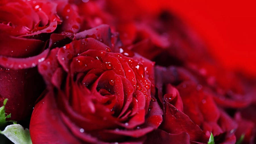 Red Rose Water Droplets Screen Saver Wallpaper