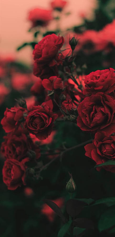 Red Roses Flowers Aesthetic Wallpaper