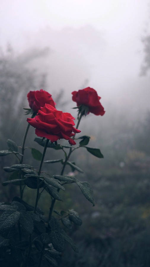 Red Roses In Fog Wallpaper