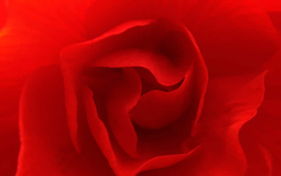 Red Roses Pc Wallpaper