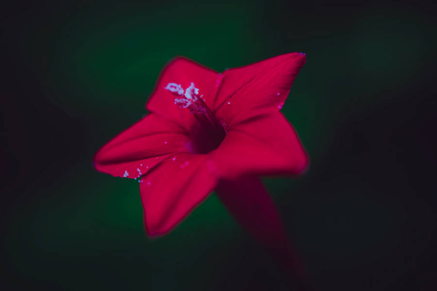 Red Star-like Flower Wallpaper