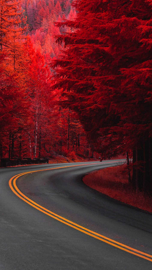 Red Tree Road 4k Hd Mobile Wallpaper