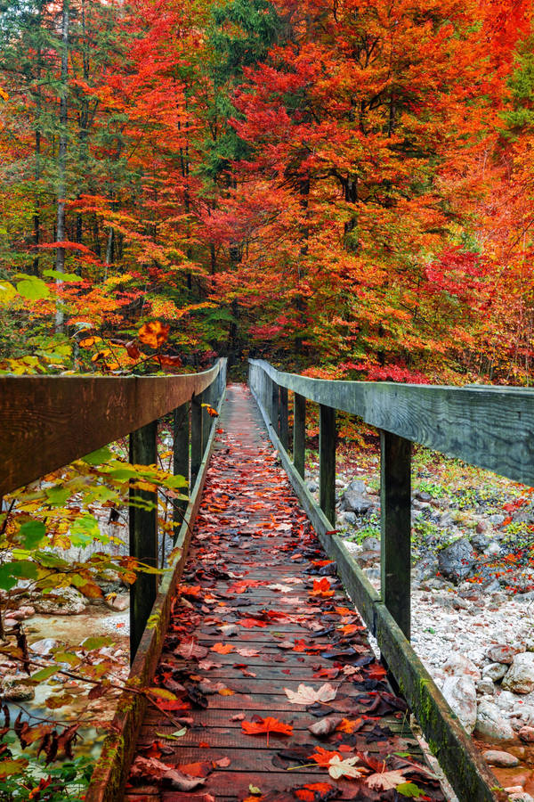 Red Trees And Bridge Fallen Iphone Wallpaper