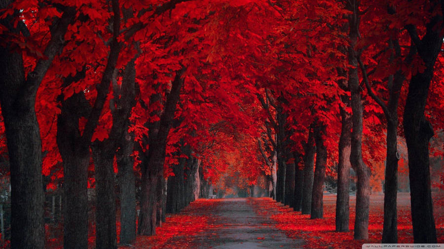 Red Trees During Autumn Wallpaper