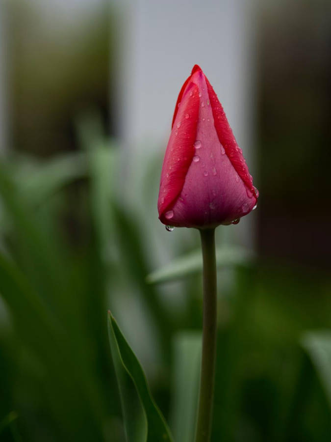 Red Tulip Nature Blur Background Wallpaper